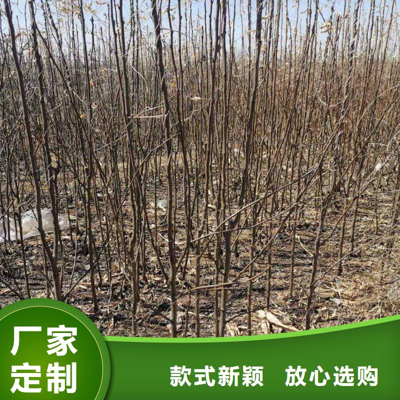 梨【山桃苗】实体诚信厂家