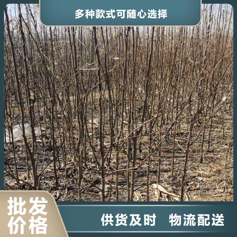 梨奥红全红梨树苗一手货源源头厂家