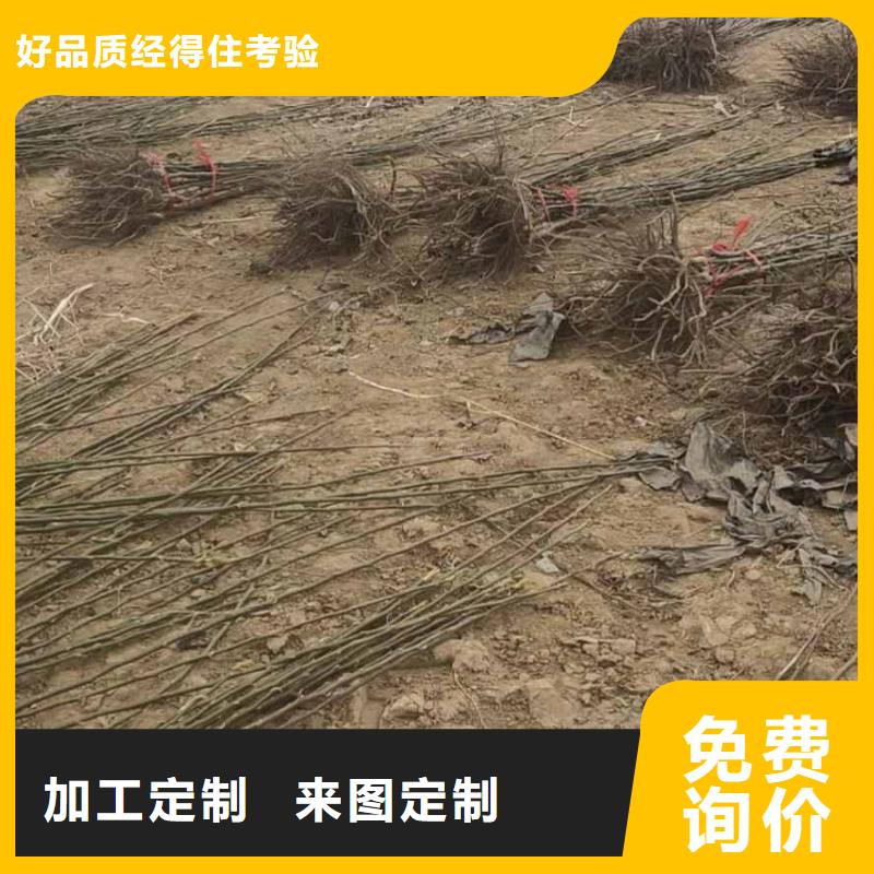 秋月梨种植苗价格