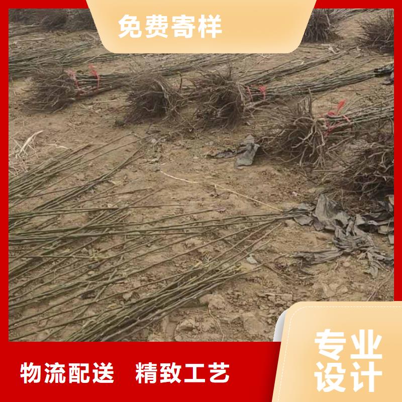 秋月梨树苗怎么卖