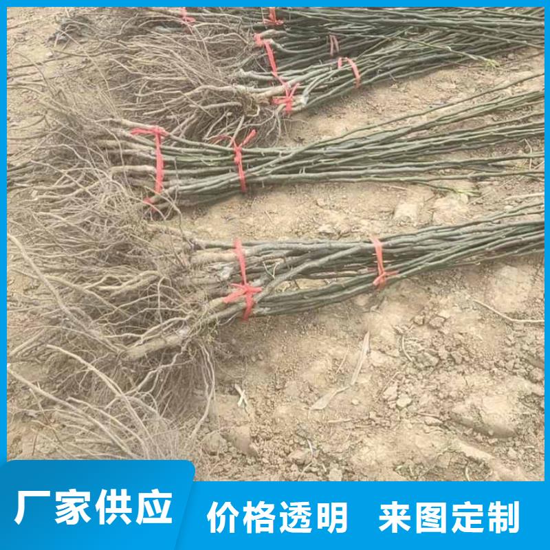 梨瑞蟠101桃树苗厂家直销售后完善