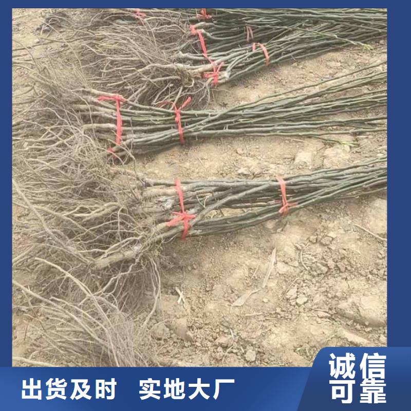 秋月梨种植苗哪里有卖的
