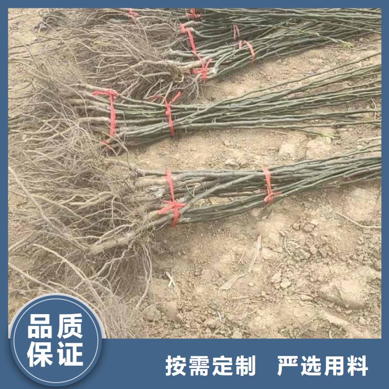 梨奥红全红梨树苗一手货源源头厂家
