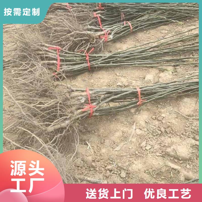 秋月梨种植苗批发低价
