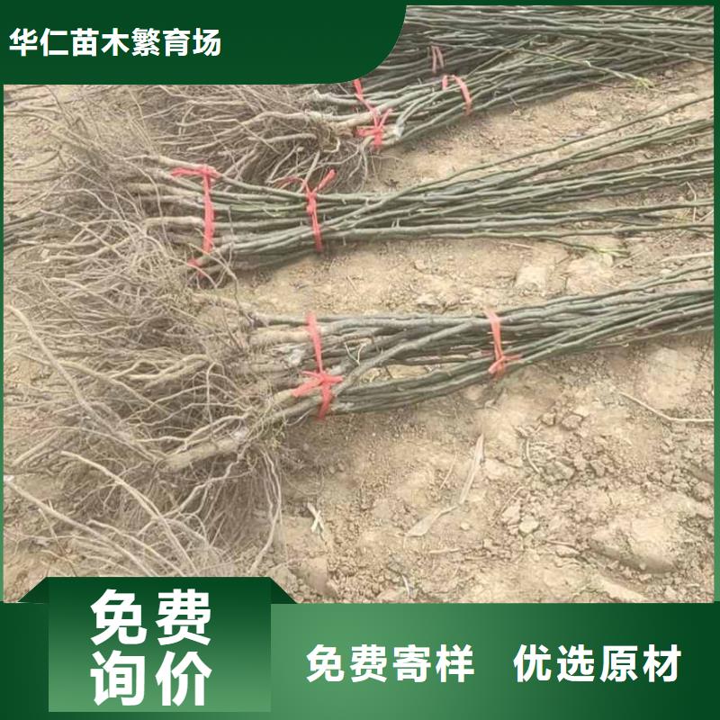 秋月梨种植苗一亩地利润