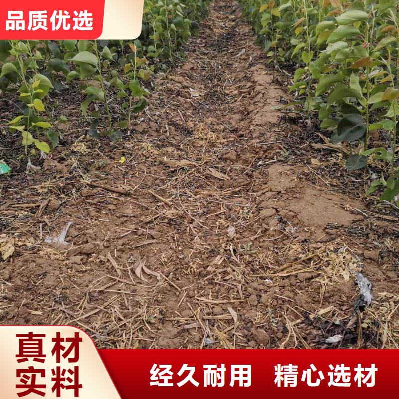 梨红香酥梨树苗支持大小批量采购