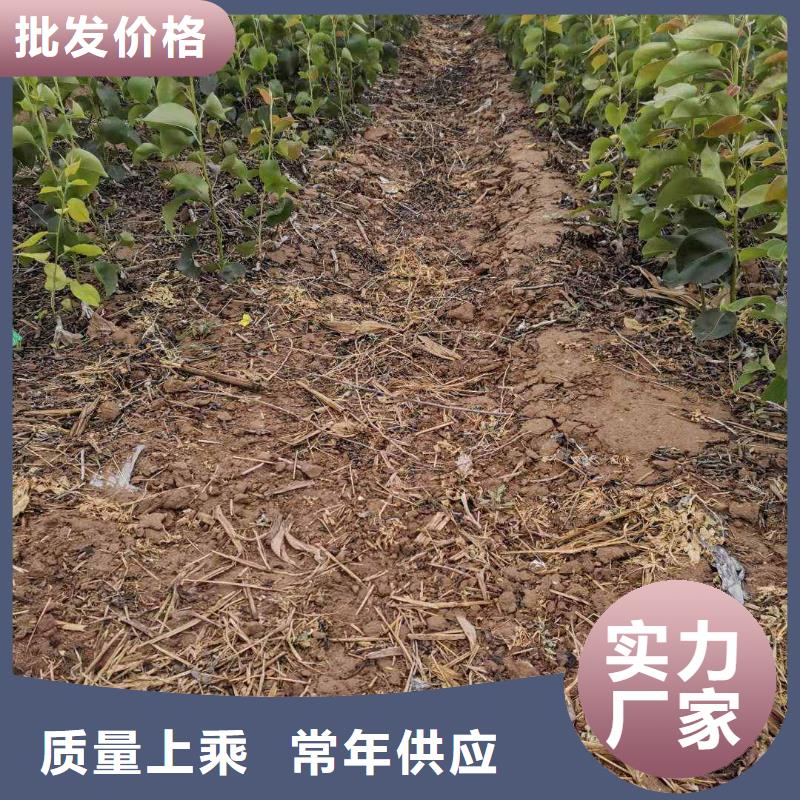秋月梨种植苗品种