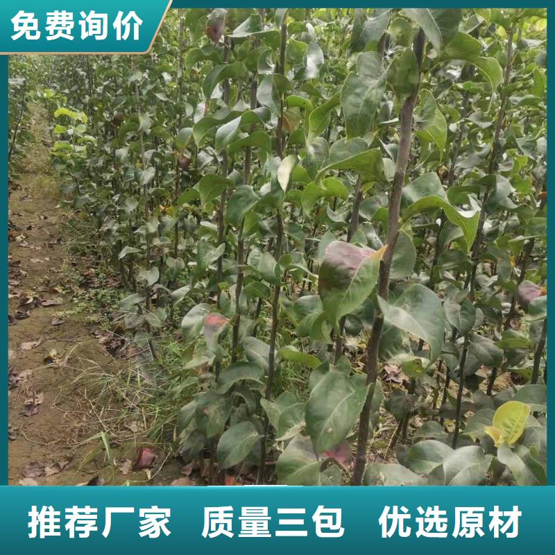 秋月梨种植苗一亩地利润