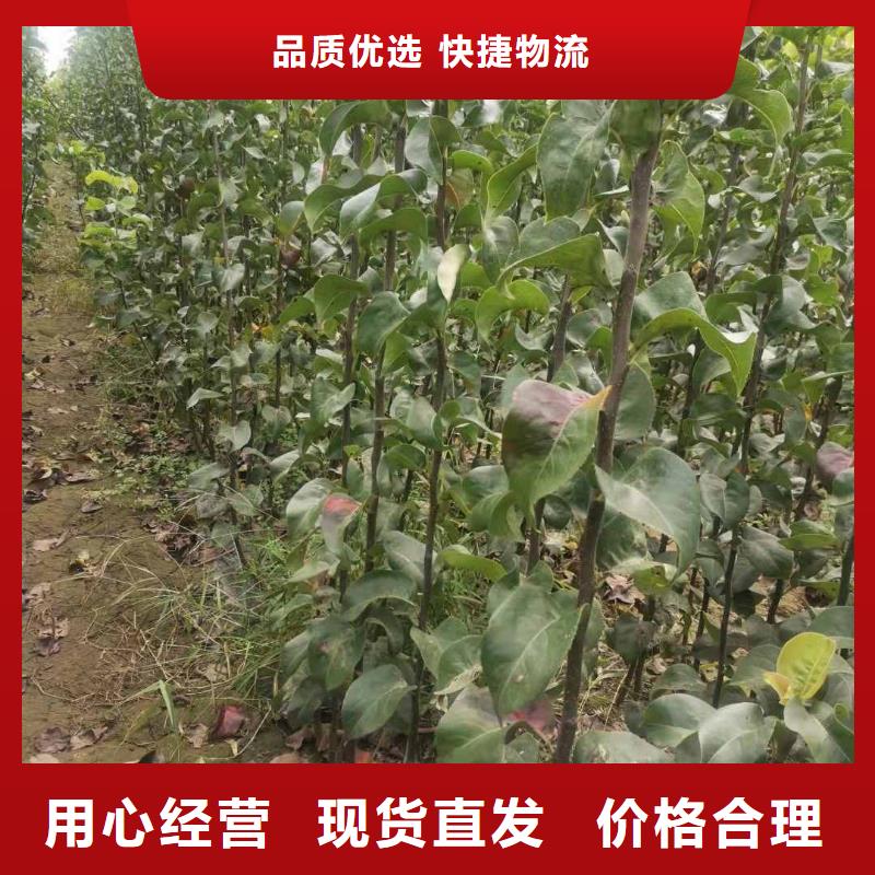 梨,山桃苗规格齐全实力厂家