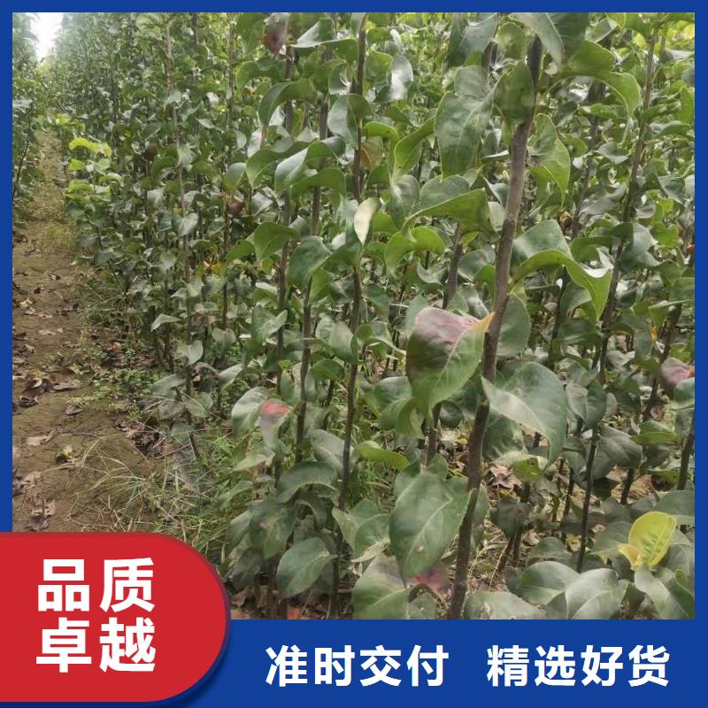 秋月梨树苗什么价格