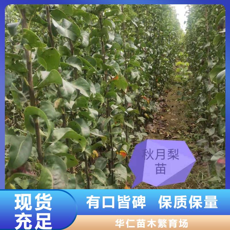 秋月梨苗产地