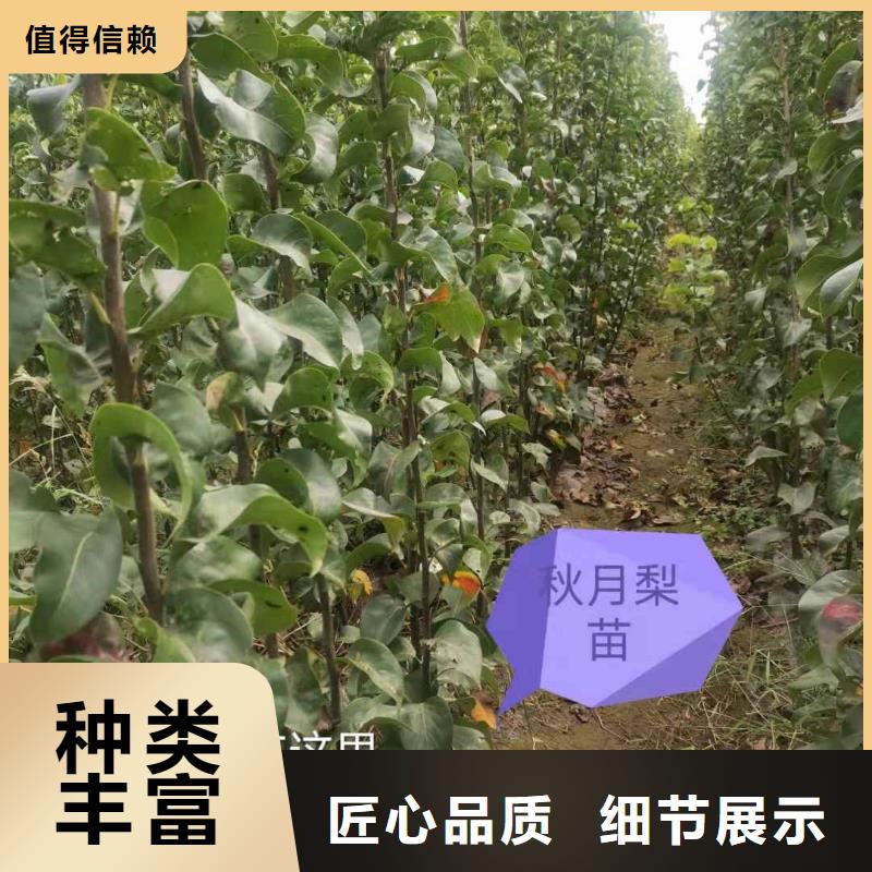秋月梨树苗批发价格