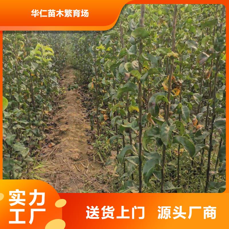 梨【山桃苗】发货迅速
