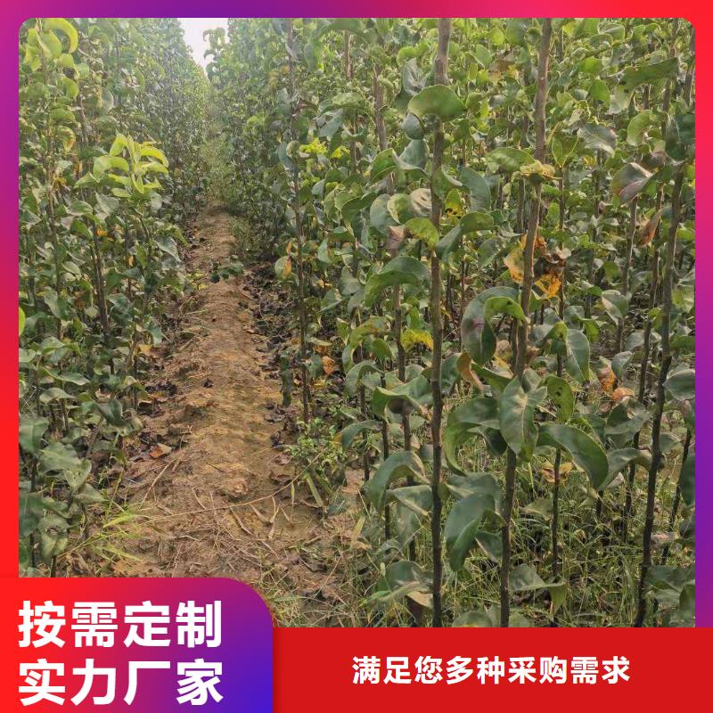 秋月梨种植苗哪里有卖的
