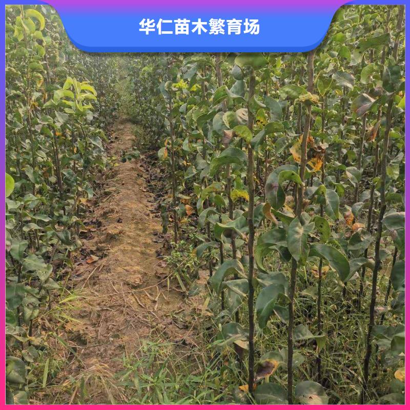 秋月梨树苗怎样购买