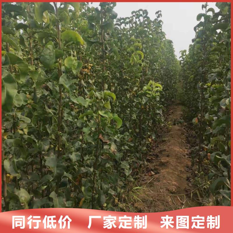 秋月梨苗生产基地