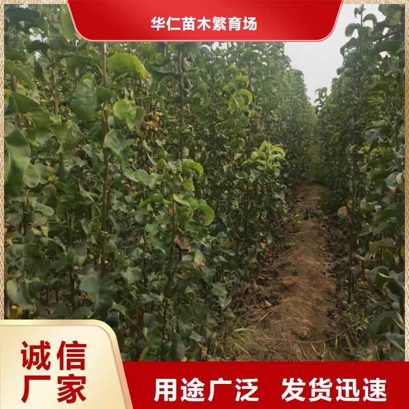 秋月梨种植苗哪里的数量大