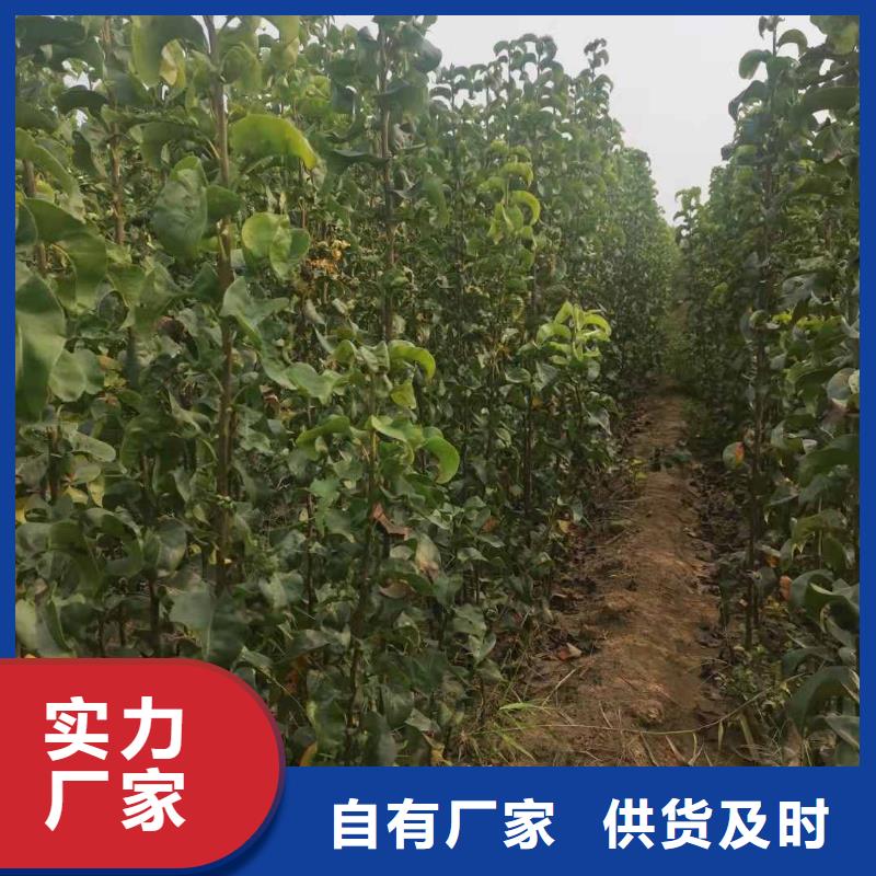 秋月梨树苗报价
