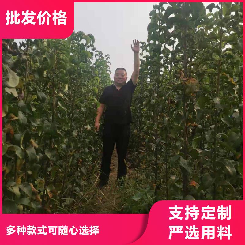秋月梨种植苗一亩地利润