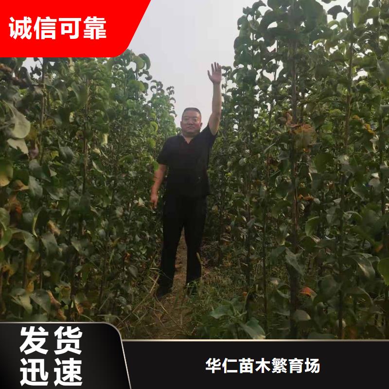 梨黄冠梨树苗详细参数