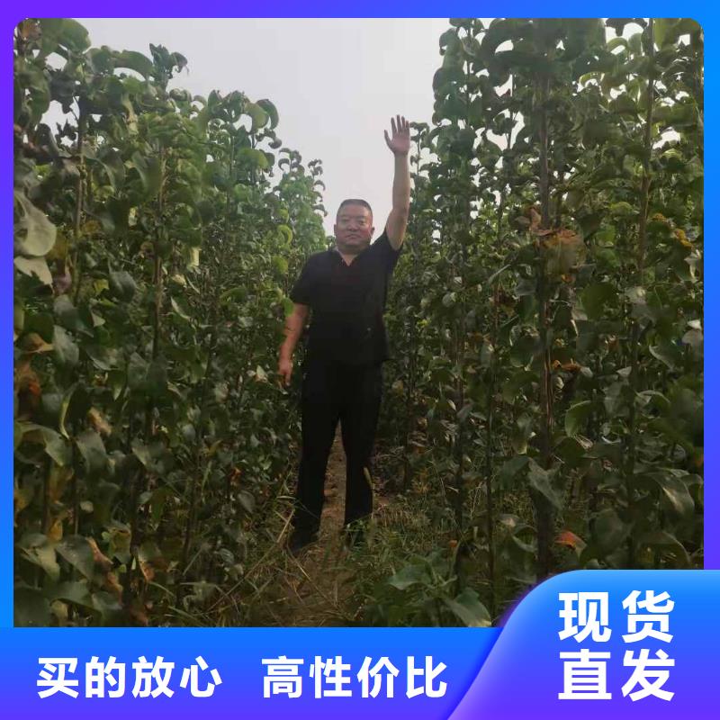 梨梨树苗基地供应商