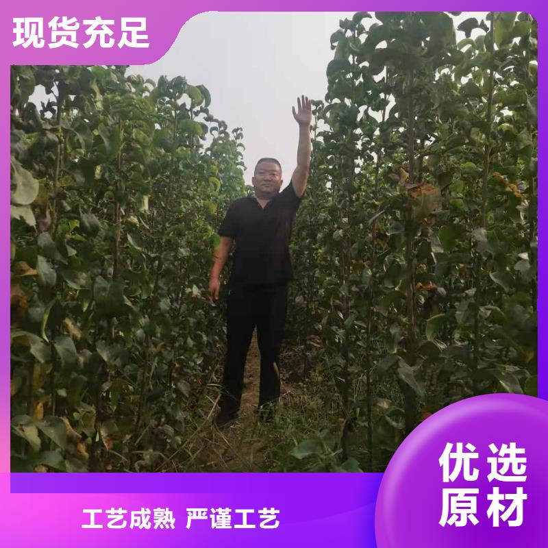 秋月梨苗零售批发