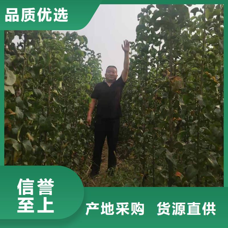 梨,山桃苗规格齐全实力厂家