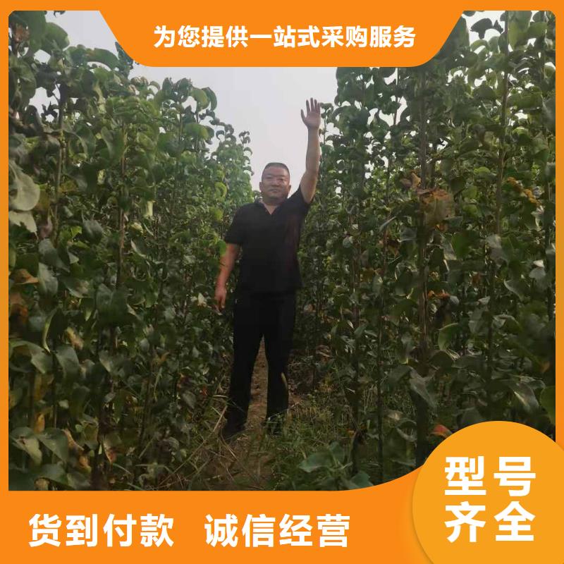 秋月梨树苗怎么买