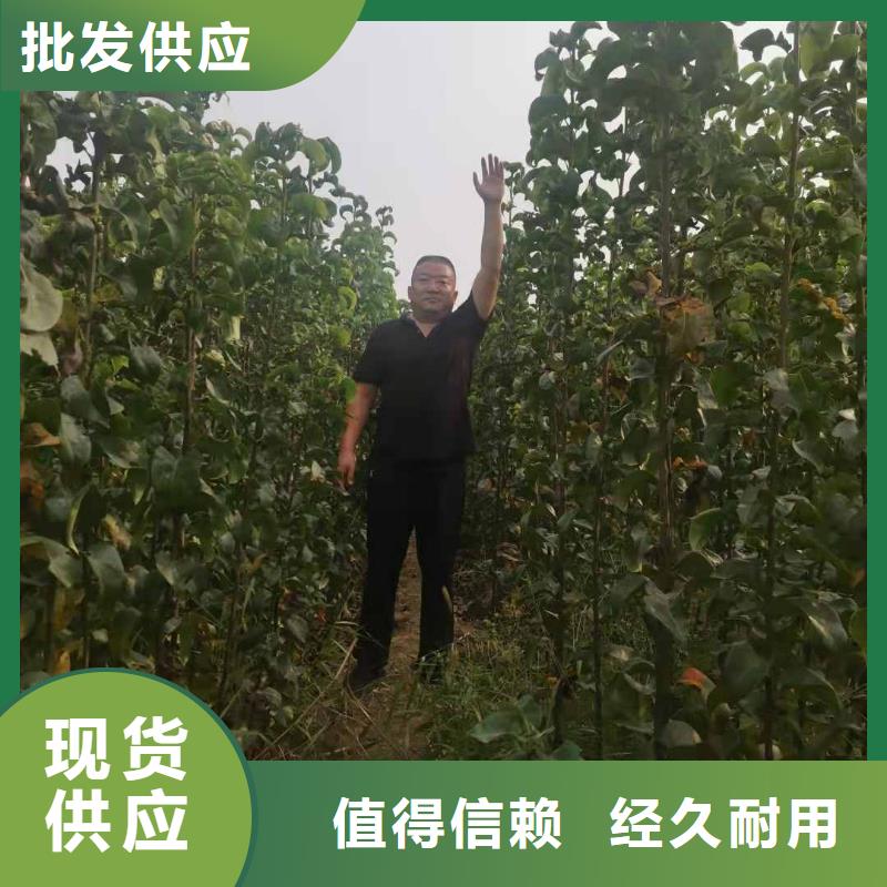 秋月梨种植苗一亩地种植利润