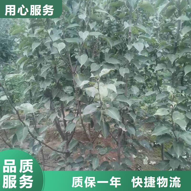 秋月梨种植苗价格