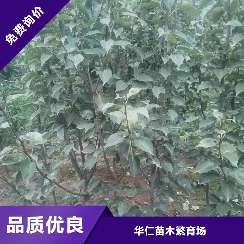 秋月梨种植苗品种