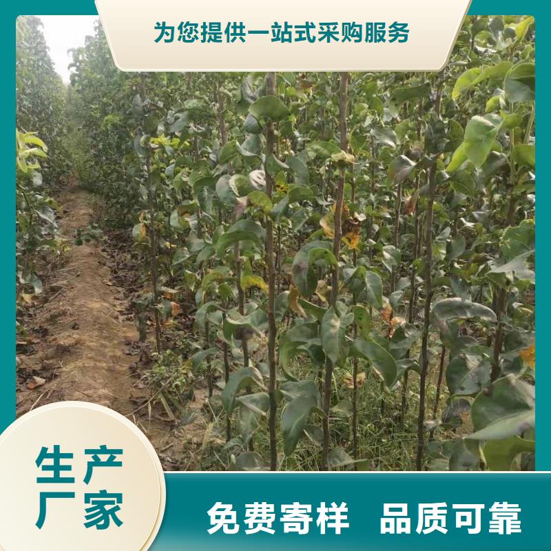 秋月梨树苗种植方法
