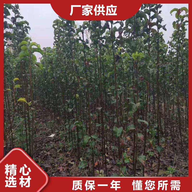 秋月梨苗批发基地