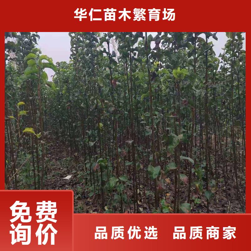 秋月梨种植苗基地
