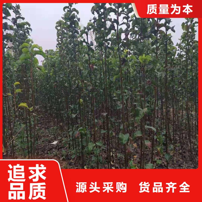 秋月梨树苗一棵多少钱