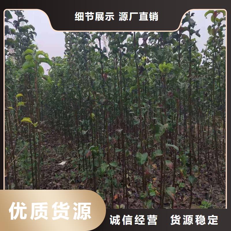 秋月梨树苗苗圃基地