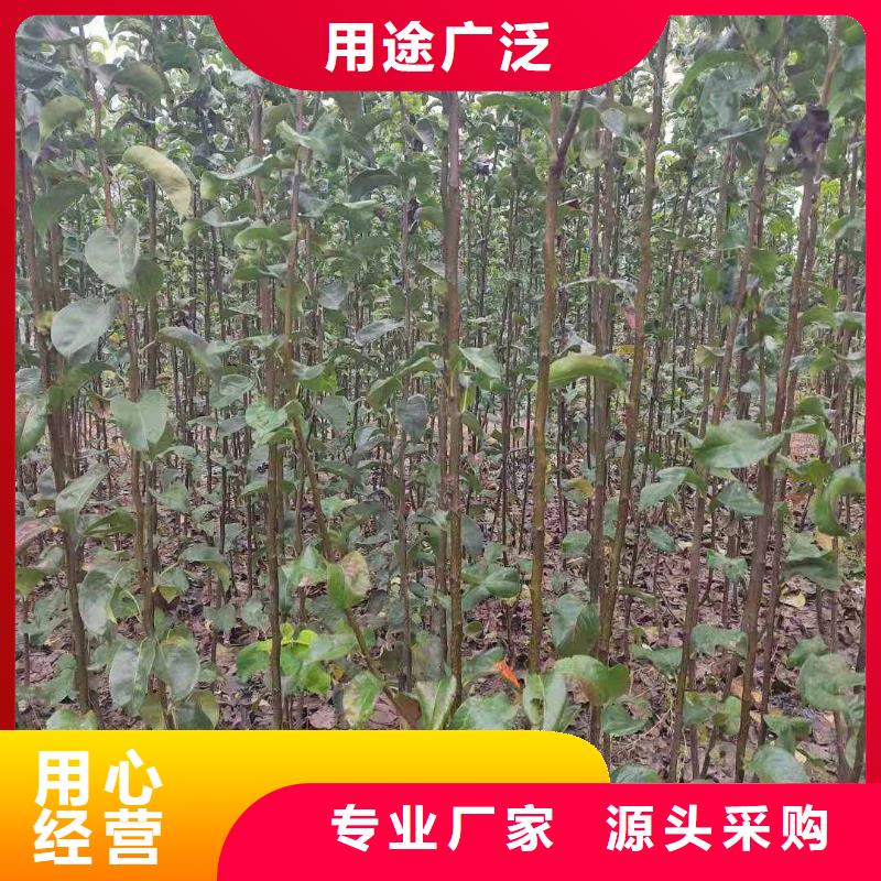 秋月梨种植苗一亩地种植利润