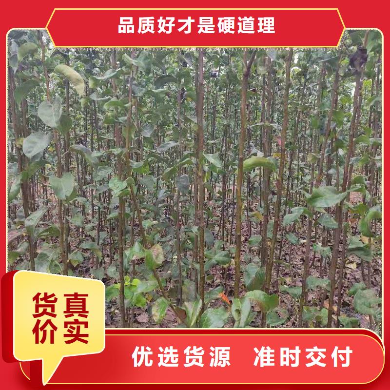 秋月梨种植苗亩产多少