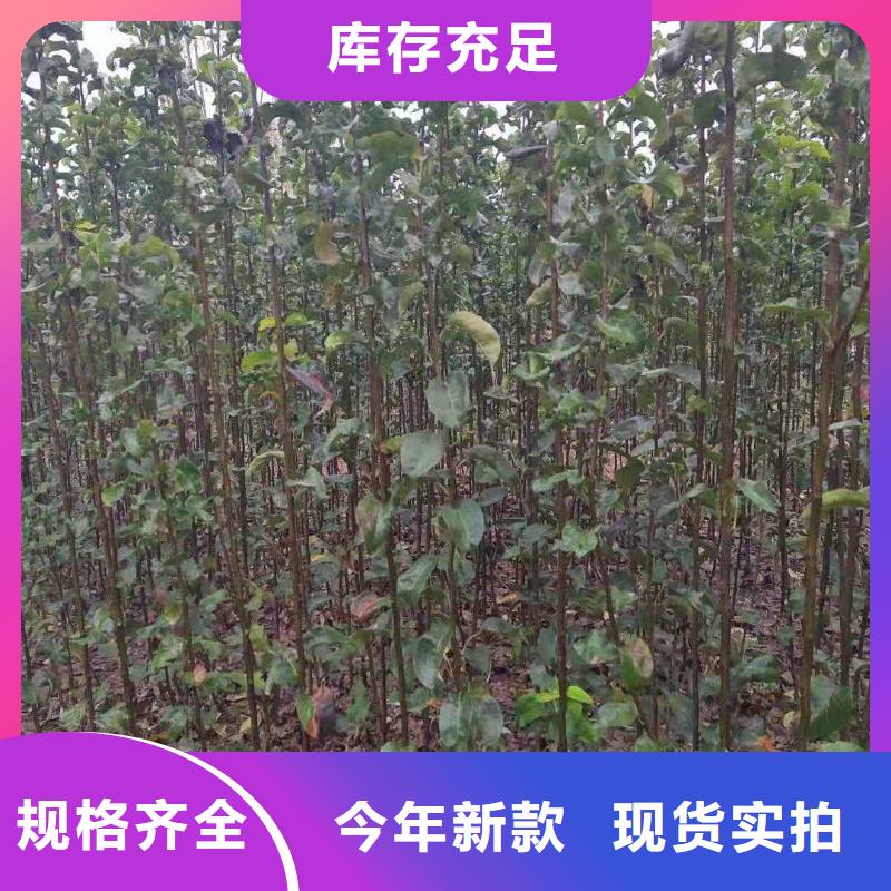 秋月梨种植苗种植方法