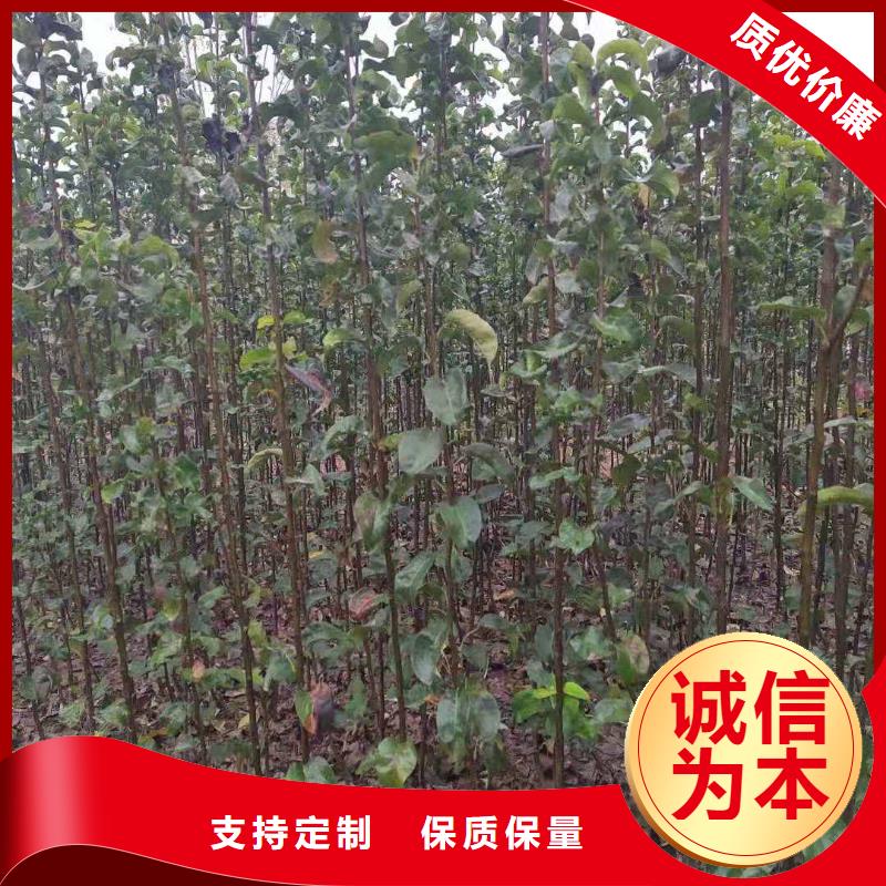 秋月梨树苗什么价格