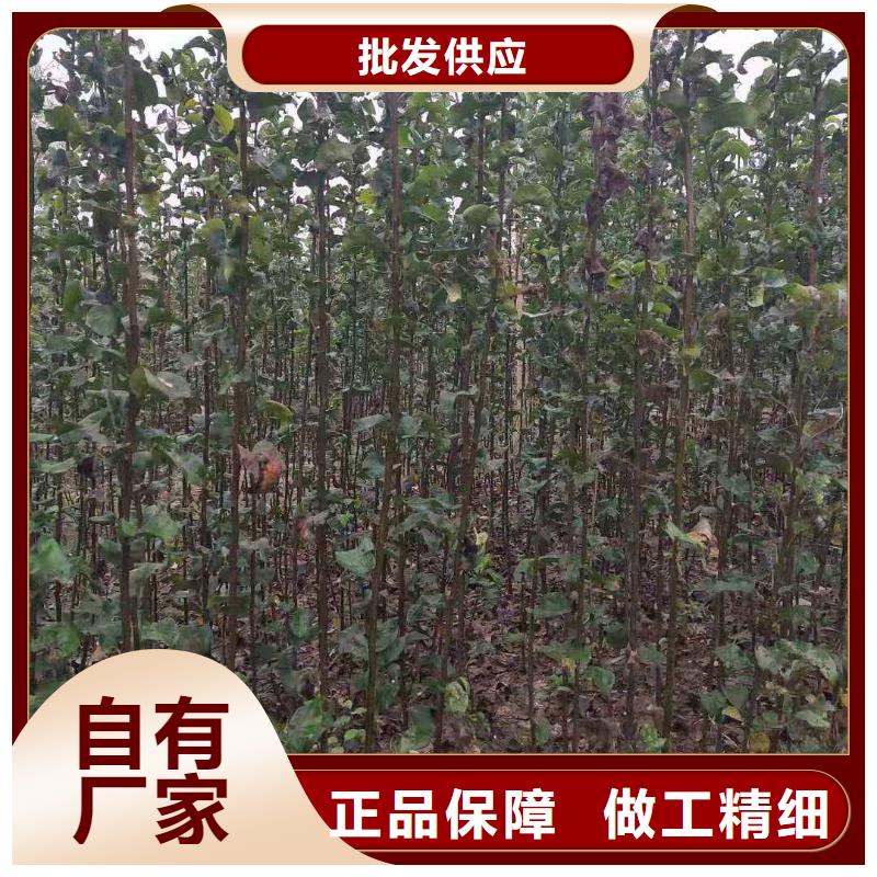 秋月梨树苗品种