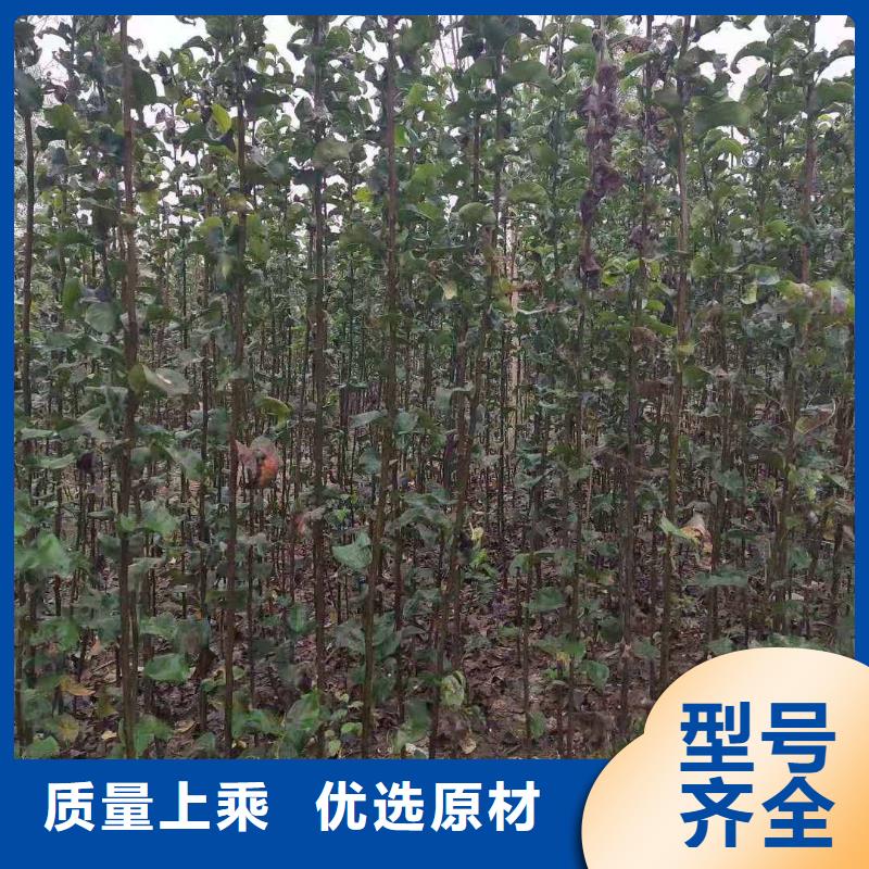 梨皇冠梨树苗大品牌值得信赖