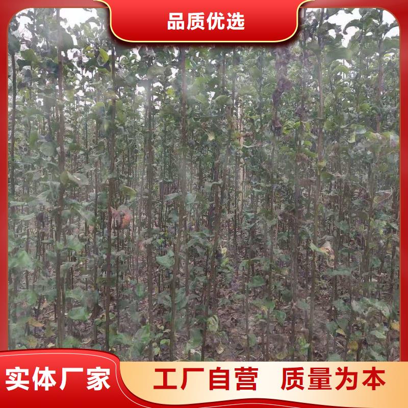秋月梨种植苗基地