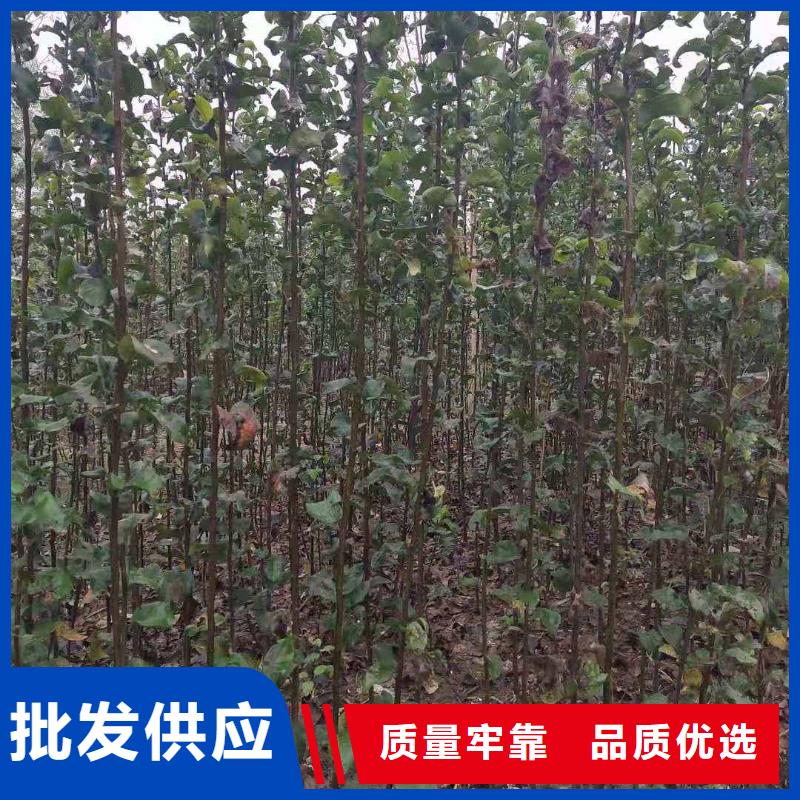 秋月梨苗种植方法及时间