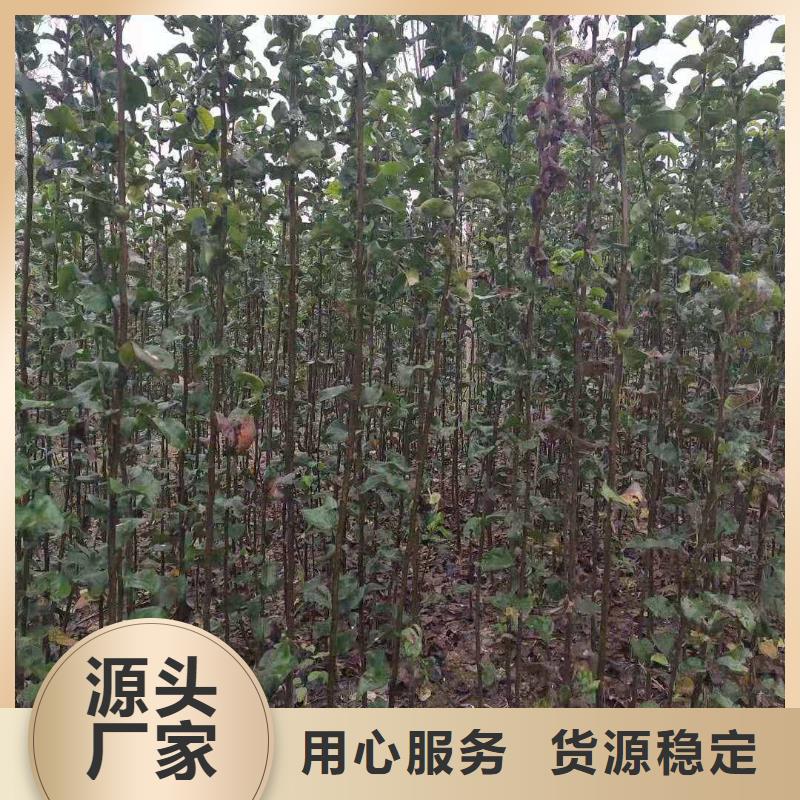 秋月梨苗多少钱一株