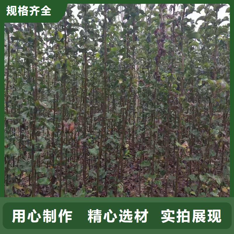 梨红香酥梨树苗支持大小批量采购