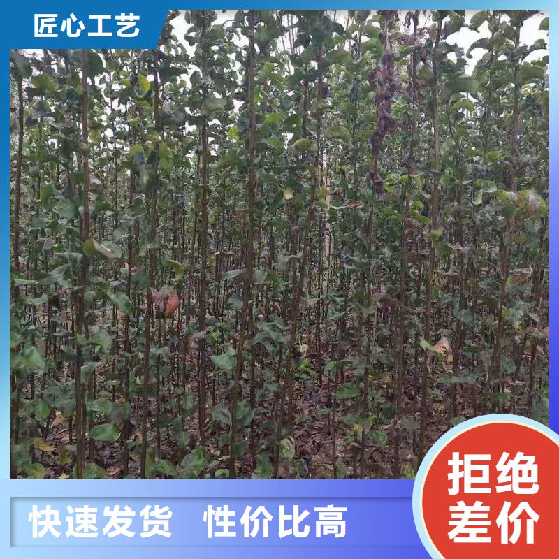 秋月梨种植苗资讯