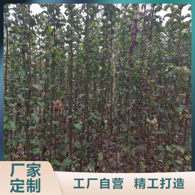 秋月梨苗种植方法及时间