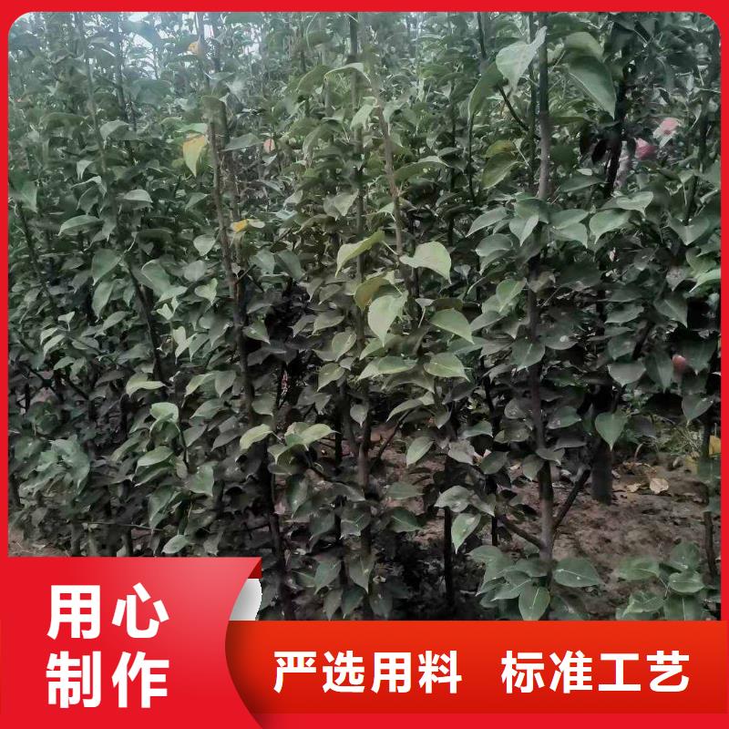 秋月梨种植苗哪里的数量大