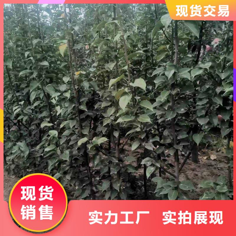 梨,山桃苗规格齐全实力厂家